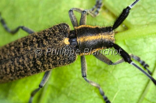 agapanthia villosoviridescens.JPG - Agapanthia villosoviridescensAgapanthie DeGeerGolden-bloomed Grey LonghornColeoptera, CerambycidaeManche, France